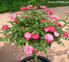 Picotee ™ rose photo