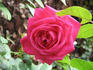 Temptation rose photo