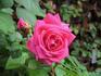 Temptation rose photo