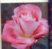 Magic Medley ™ rose photo