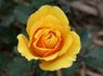 Australia's Olympic Gold Rose rose photo