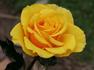 Australia's Olympic Gold Rose rose photo