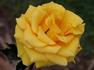 Australia's Olympic Gold Rose rose photo