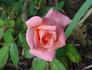 Cupid's Charm rose photo