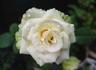Emerald Hit rose photo
