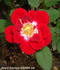 Space Odyssey™ rose photo