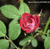 Space Odyssey™ rose photo