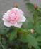 June Anne rose photo