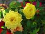 Mistral Parade ® rose photo