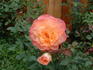 Laura rose photo