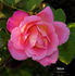 Taffeta rose photo