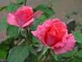 Hot Spot rose photo