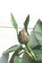 Waldfee rose photo