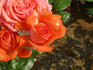 Eros rose photo