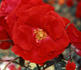 Albert-Georg-Pluta-Rose rose photo