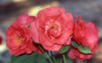 Arromanches rose photo