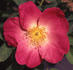 Beth rose photo