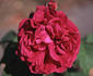Devienne Lamy rose photo