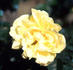 Honeypot rose photo