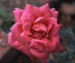 Madame Ruau rose photo