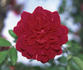 Monthly Rambler rose photo