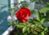Jim Dandy rose photo