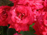 Firmament rose photo