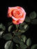 Dr. Michael Noble ™ rose photo