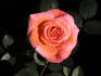 Dr. Michael Noble ™ rose photo