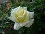 Miyabi rose photo