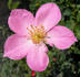 ARMLB1 rose photo