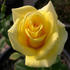 Top Contender rose photo