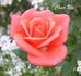Cheer Up rose photo