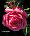 Grand Duc Henri rose photo