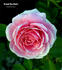 Grand Duc Henri rose photo