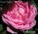 Earl of Dufferin rose photo