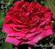 Devienne Lamy rose photo