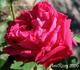 Jean Rosenkrantz rose photo