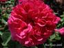Ernest Morel rose photo