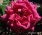 Madame Marguerite Marsault rose photo