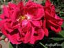Ferdinand de Lesseps rose photo
