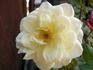 Starla rose photo
