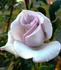 Quicksilver rose photo
