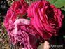 Duke of Teck rose photo