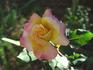 Gail rose photo