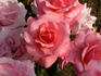 Jack Wood rose photo