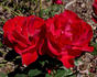 J.C. Thornton rose photo