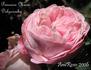 Princesse Marie Dolgorouky rose photo