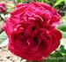 Emperor rose photo
