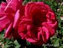 Madame Ernest Levavasseur rose photo